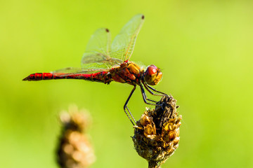dragonfly watchtower