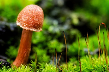 Tiny mushroom on moss