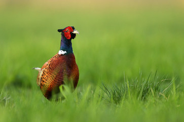 Ringneck Pheasant (Phasianus colchicus)