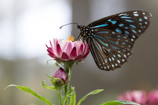 Schmetterling, Cameron Highlands, Malaysia, Schmetterlingsfarm, Blume, Blüte, Berge,Tier, Insekt