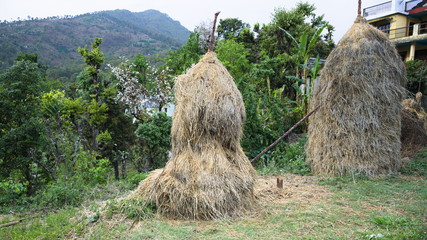 pile of grass