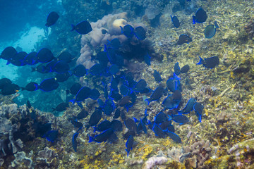 School of Acanthurus Coeruleus