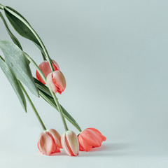 Styled minimalistic still life with tulip flowers on white background.