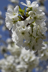 Flowering tree at spring, closeup. White flower petals, blurred background, selective focus.