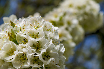 Flowering tree at spring, closeup. White flower petals, blurred background, selective focus.