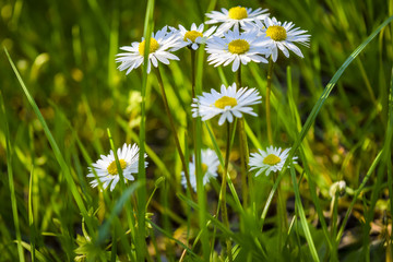 Daisy flowers at spring, side view. White petals with pollen, green grass in background.