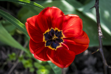 Red tulip at spring, top view. Beautiful flower petals, blurred green background.