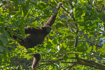 The Grey Bornean Gibbon (Hylobates muelleri) moves in the trees. Lok Kawi, Sabah, Borneo, Malaysia....