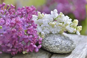Fototapeta na wymiar white lilac on a pebble with purple lilac in garden