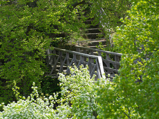 alte Holzbrücke zwischen Bäumen
