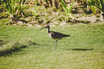 Bird On Grass