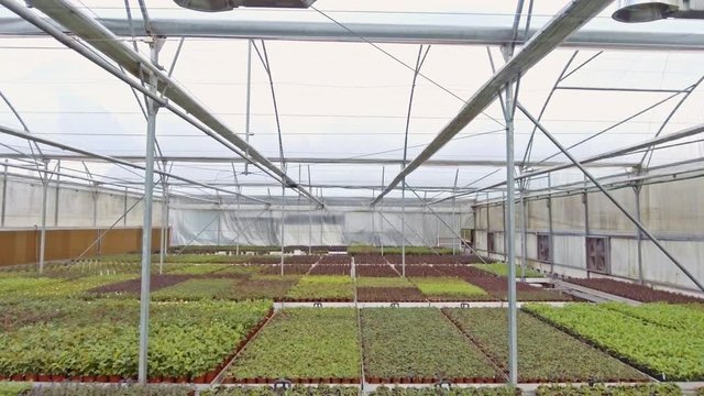 Aerial footage from inside a large greenhouse with flowers