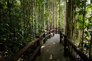 Fototapeta premium Emerald Pool National Park Krabi