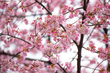 Fototapeta na wymiar Sakura flower on Japan spring.