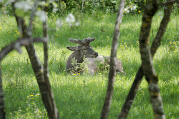 Cervi all'interno del paese di Villetta Barrea - Parco Nazionale d'Abruzzo