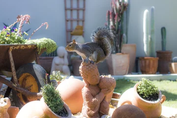 Foto auf Leinwand Squirrel playing in the garden in Hout Bay, Cape Town. © Global News Art