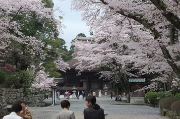 琵琶湖　桜