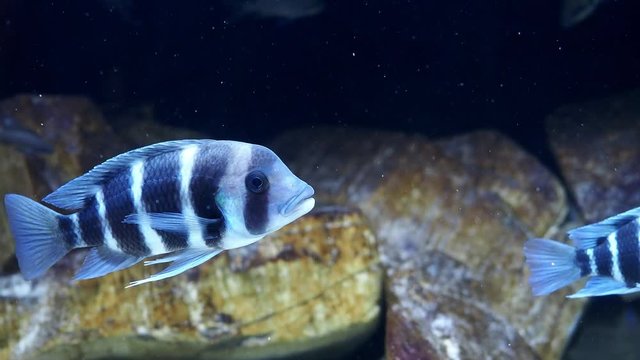 Beautiful fish cyphotilapia frontosa. Tropical fish.