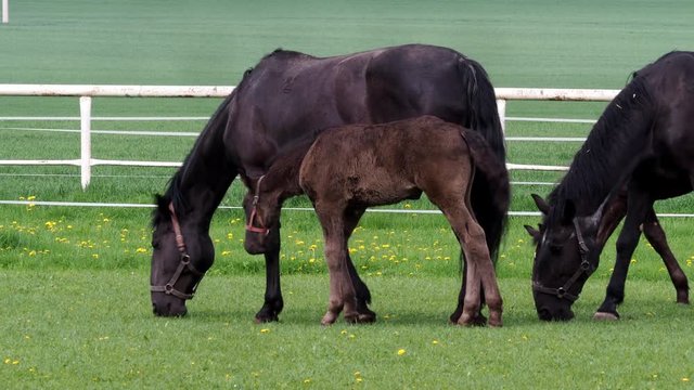 Horses with foals in a ranch. The group contains mostly mares with their foals.