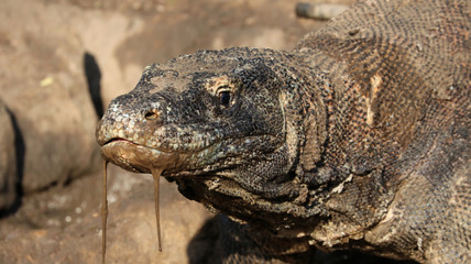 Komodowaran