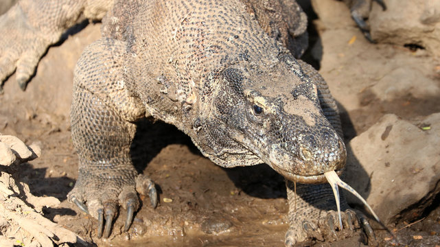 Komodowaran