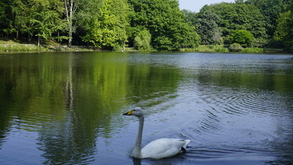 A swan floating in the lake.