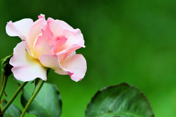 Pink Rose on green background