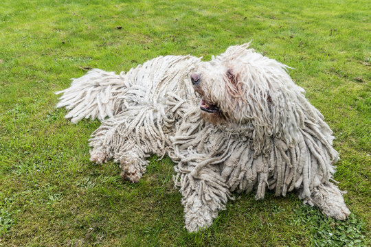 Big white furry dog comodor in the garden. Komodor dog.