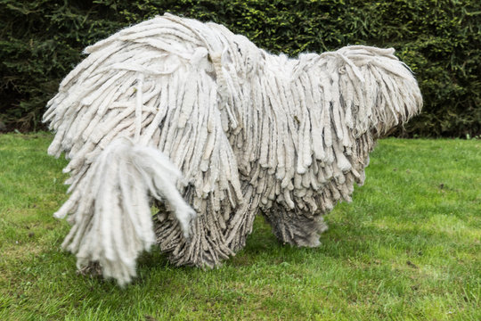 Big white furry dog comodor in the garden. Komodor dog.
