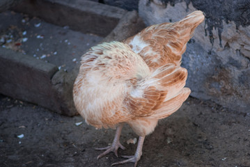 chicken with head in feathers or Egg hatching at the villagers raising eggs. To cook and make money.