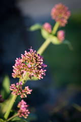 Flor con pétalos rosas en una rama