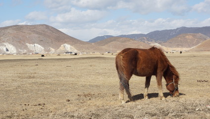 horse in meadow in winter, china, yunnan , shagri la