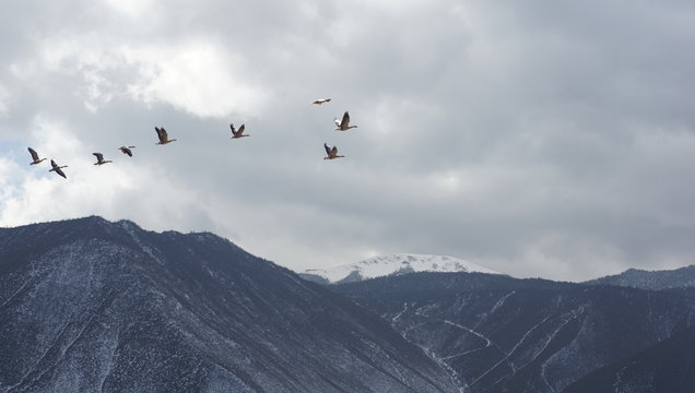 flock flying in yunnan , china © LT