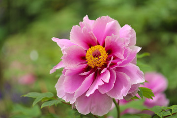 Obraz premium ぼたん