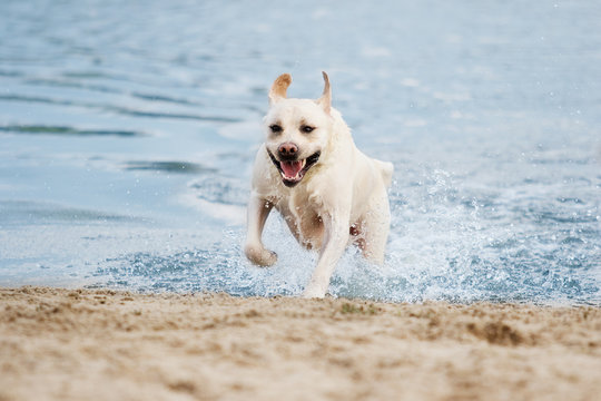 labrador dog running on the beach