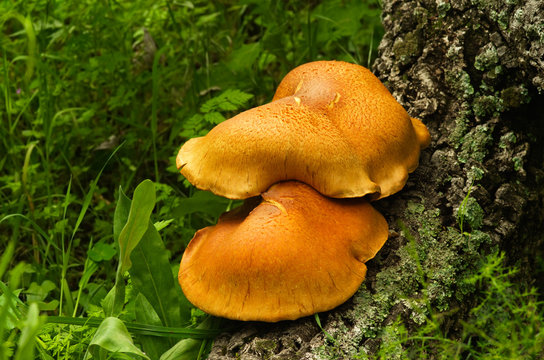 Golden mushrooms against green weeds - Gymnopilus suberis
