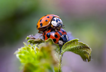 Two ladybugs mating in my season garden