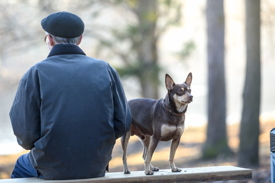 dog with its owner on a bench, seen from behind.