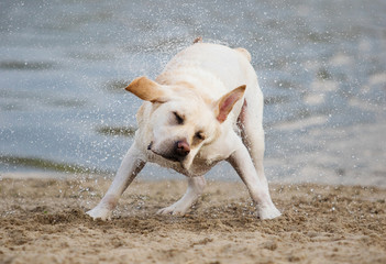 Labrador dog shakes a spray of water on the beach