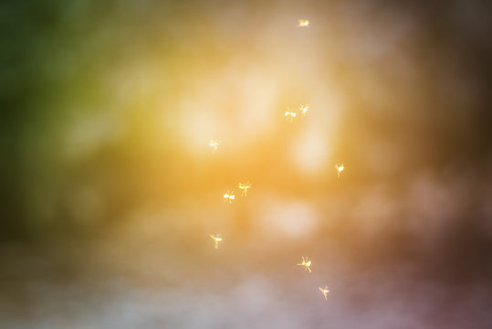 spring midges on abstract natural background
