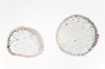 Microscopy photography. Mitosis of Animal.