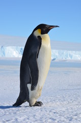 Fototapeta na wymiar Antarctica penguins