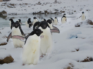 Antarctica penguins