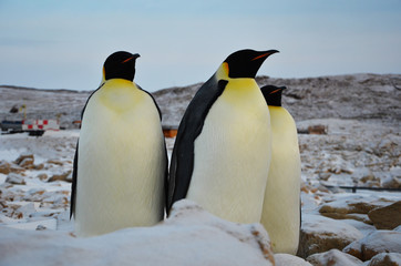 Antarctica penguins