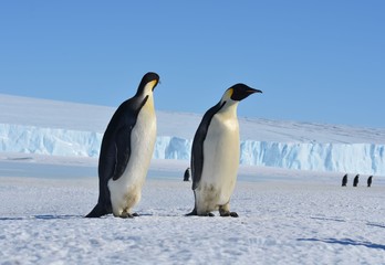Plakat Antarctica penguins