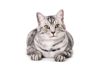 Fototapeta na wymiar Getigerte Katze isoliert auf weißem Grund