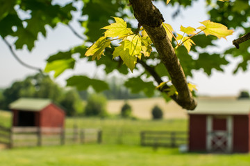 Farm in Summer