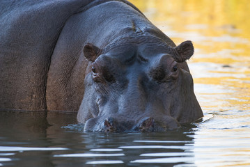 Playing Hippopotamus , Kruger National Park , Africa