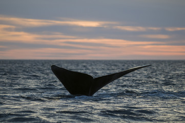 Fototapeta premium Whale tail fluke, Patagonia, Argentina