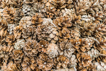 Pine Cones